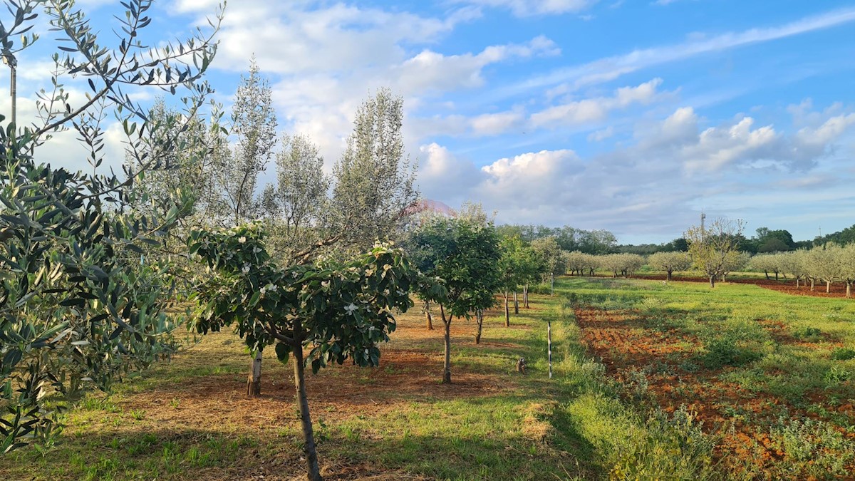 Terreno edificabile Kaštelir, Kaštelir-Labinci, 2.597m2