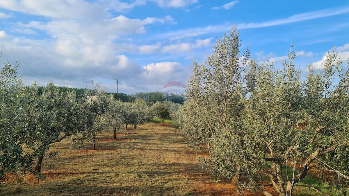 Terreno edificabile Kaštelir, Kaštelir-Labinci, 2.597m2