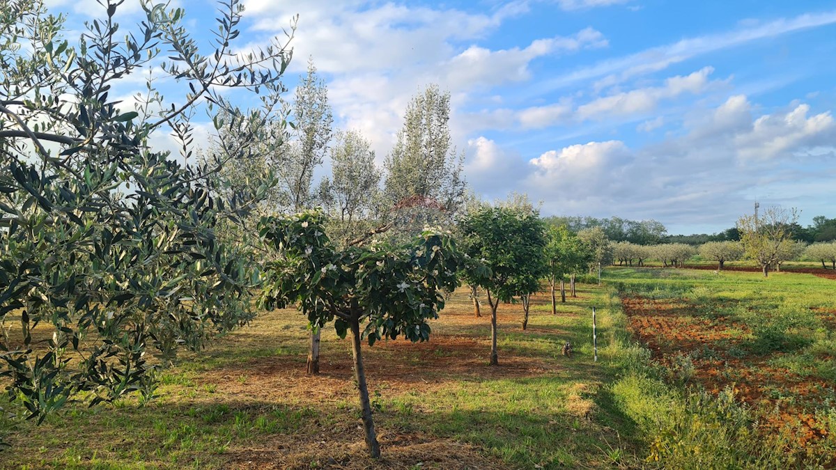 Terreno edificabile Kaštelir, Kaštelir-Labinci, 2.597m2