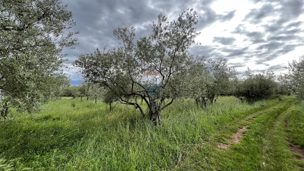 Terreno edificabile Vabriga, Tar-Vabriga, 1.377m2