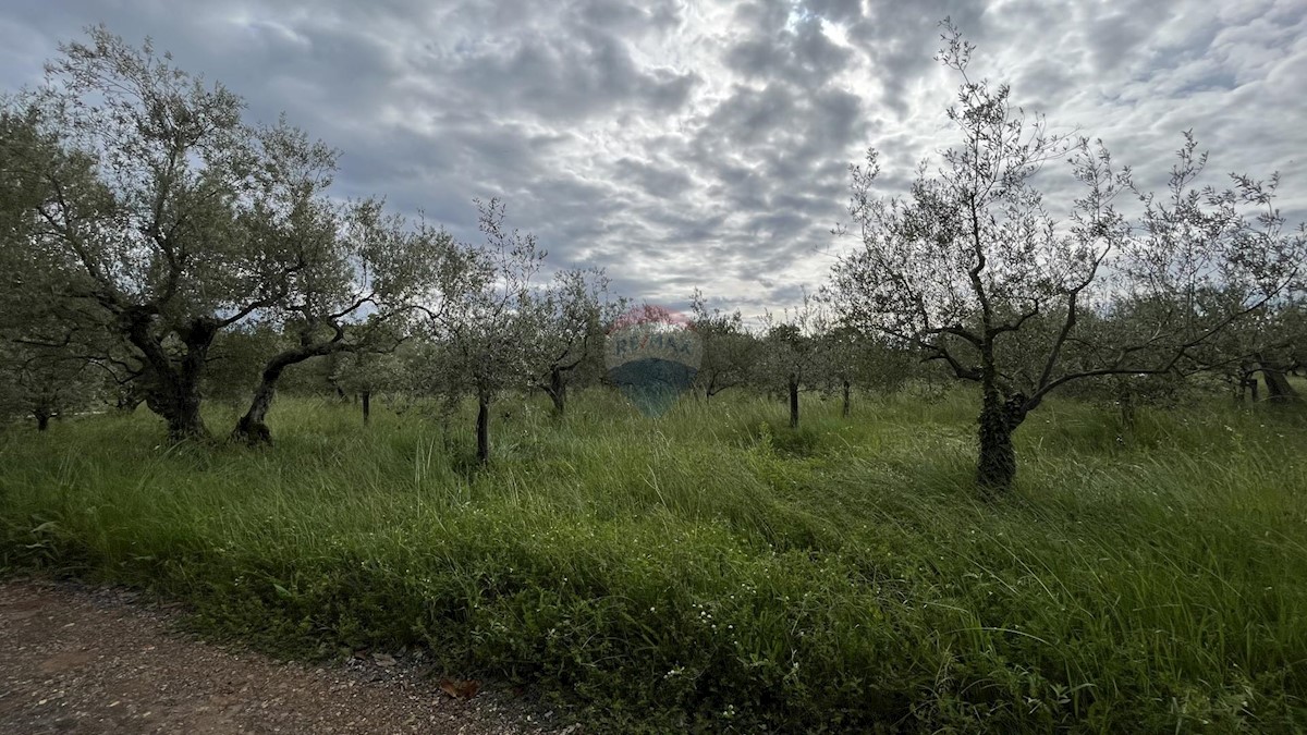 Terreno edificabile Vabriga, Tar-Vabriga, 1.377m2