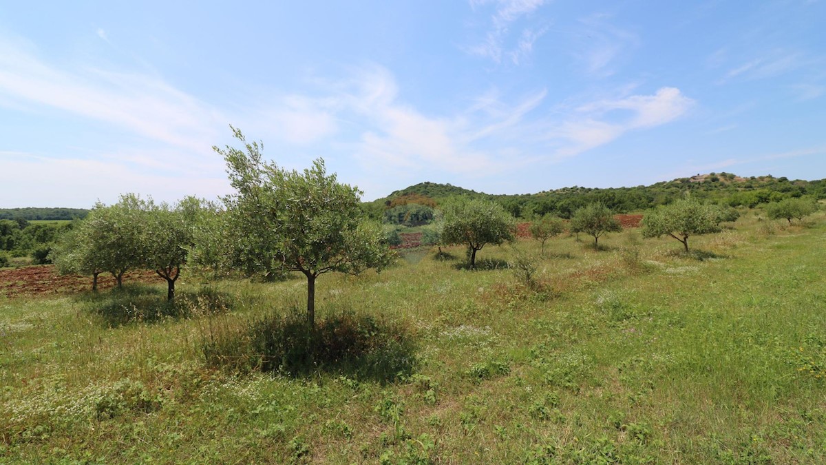 Terreno non edificabile Poreč, 43.147m2