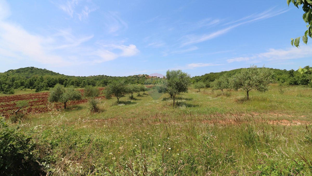Terreno non edificabile Poreč, 43.147m2