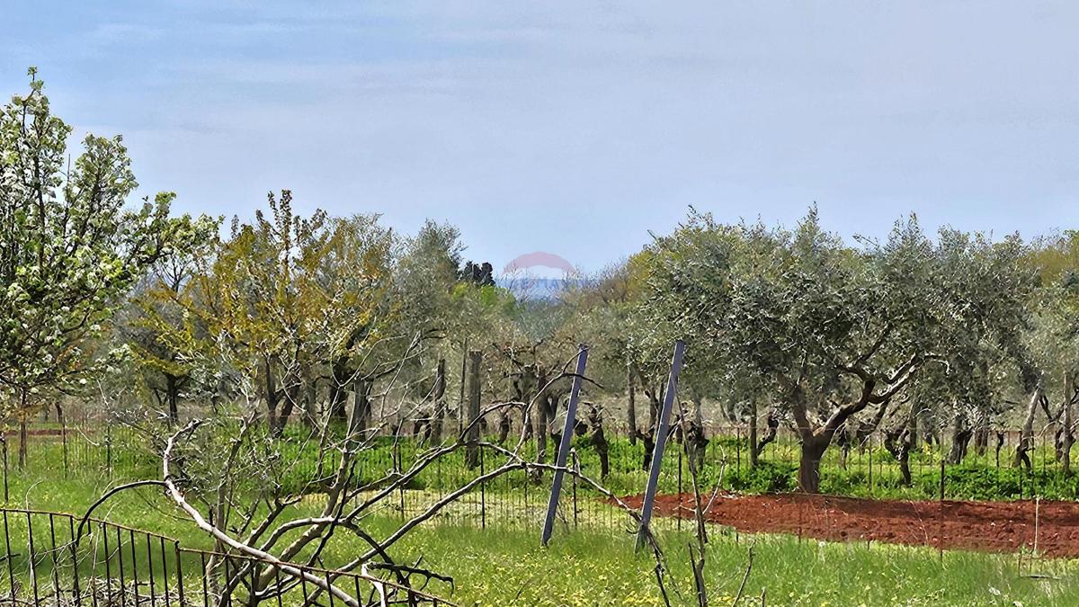 Terreno non edificabile Umag, 727m2