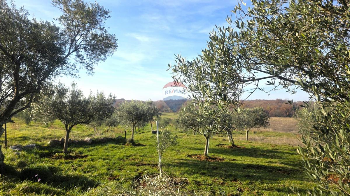 Terreno edificabile Lovrečica, Umag, 683m2