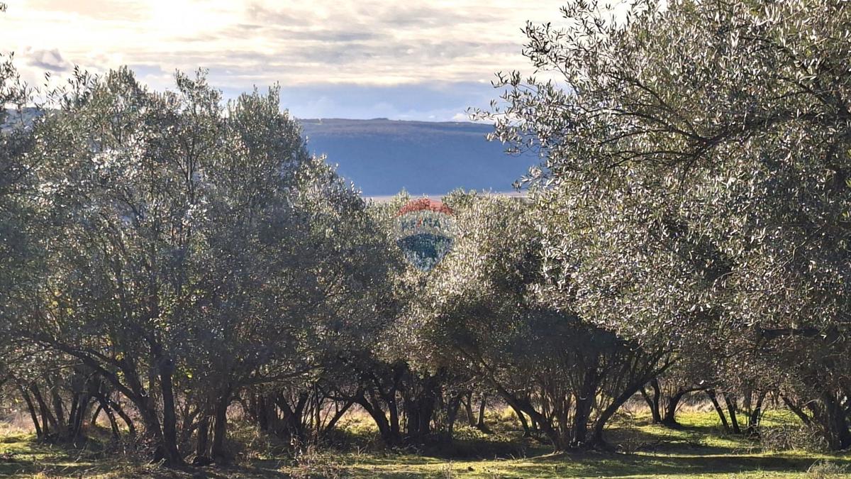 Terreno edificabile Krasica, Buje, 2.133m2