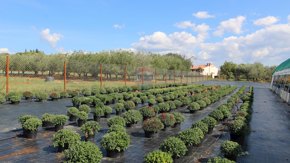 Terreno non edificabile Poreč, 10.197m2