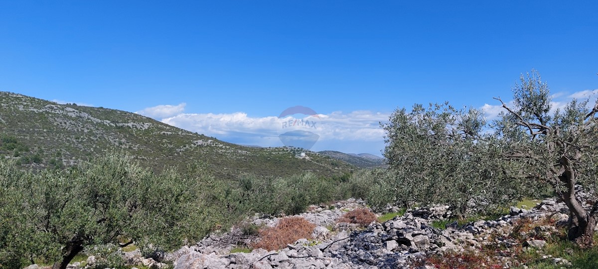 Arredato Uliveto 17345 m2, Rogoznica