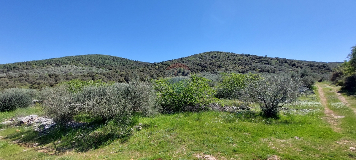 Arredato Uliveto 17345 m2, Rogoznica