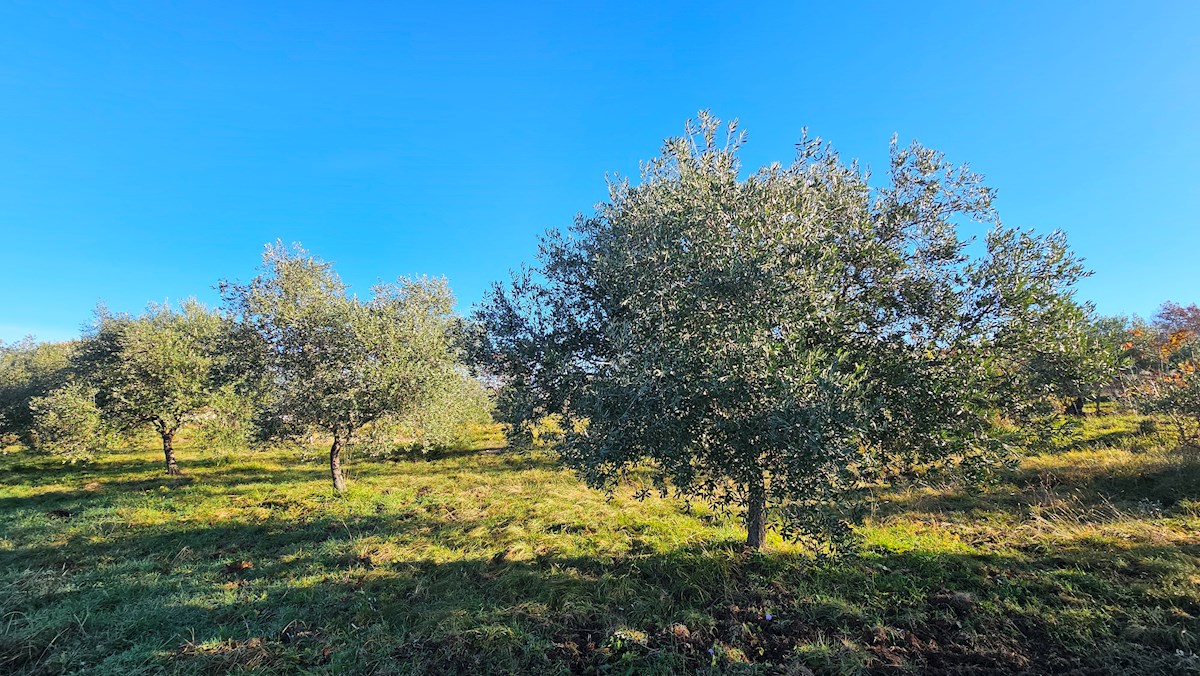 Progetto Moderno in Zona Tranquilla vicino a Buie – Terreno Edificabile con Progetto Concettuale
