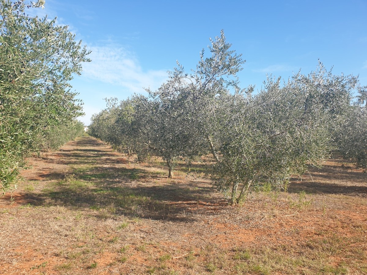 Immobili Istria, vendo terreno agricolo, dintorni Novigrad-Cittanova