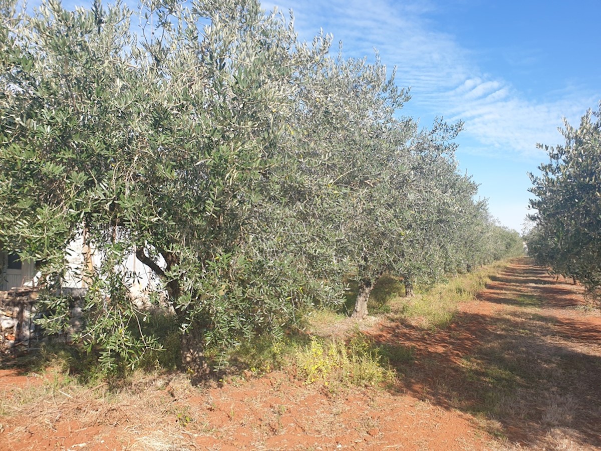 Immobili Istria, vendo terreno agricolo, dintorni Novigrad-Cittanova