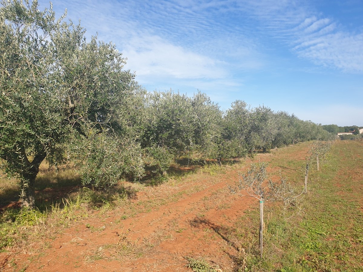 Immobili Istria, vendo terreno agricolo, dintorni Novigrad-Cittanova