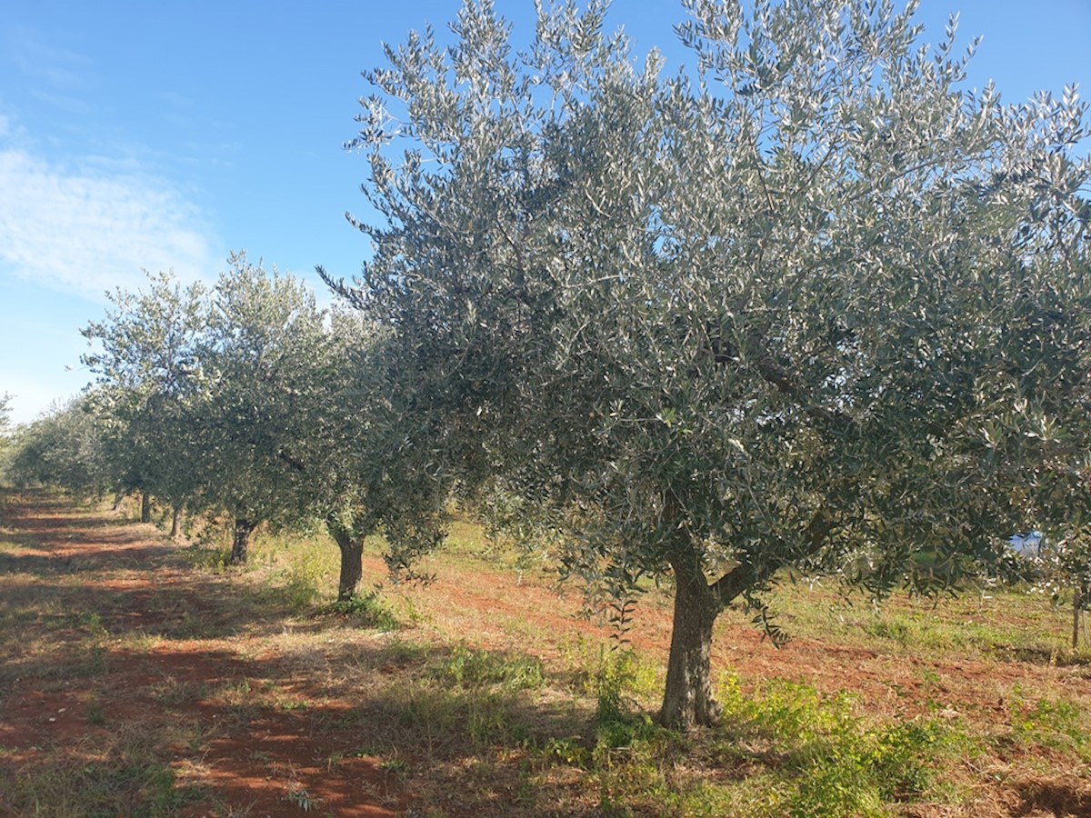 Immobili Istria, vendo terreno agricolo, dintorni Novigrad-Cittanova