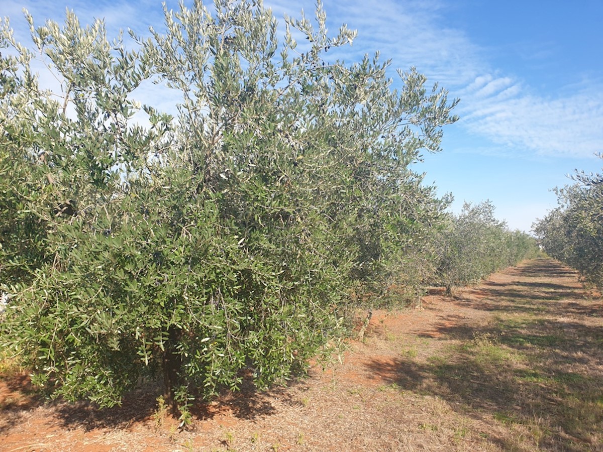 Immobili Istria, vendo terreno agricolo, dintorni Novigrad-Cittanova