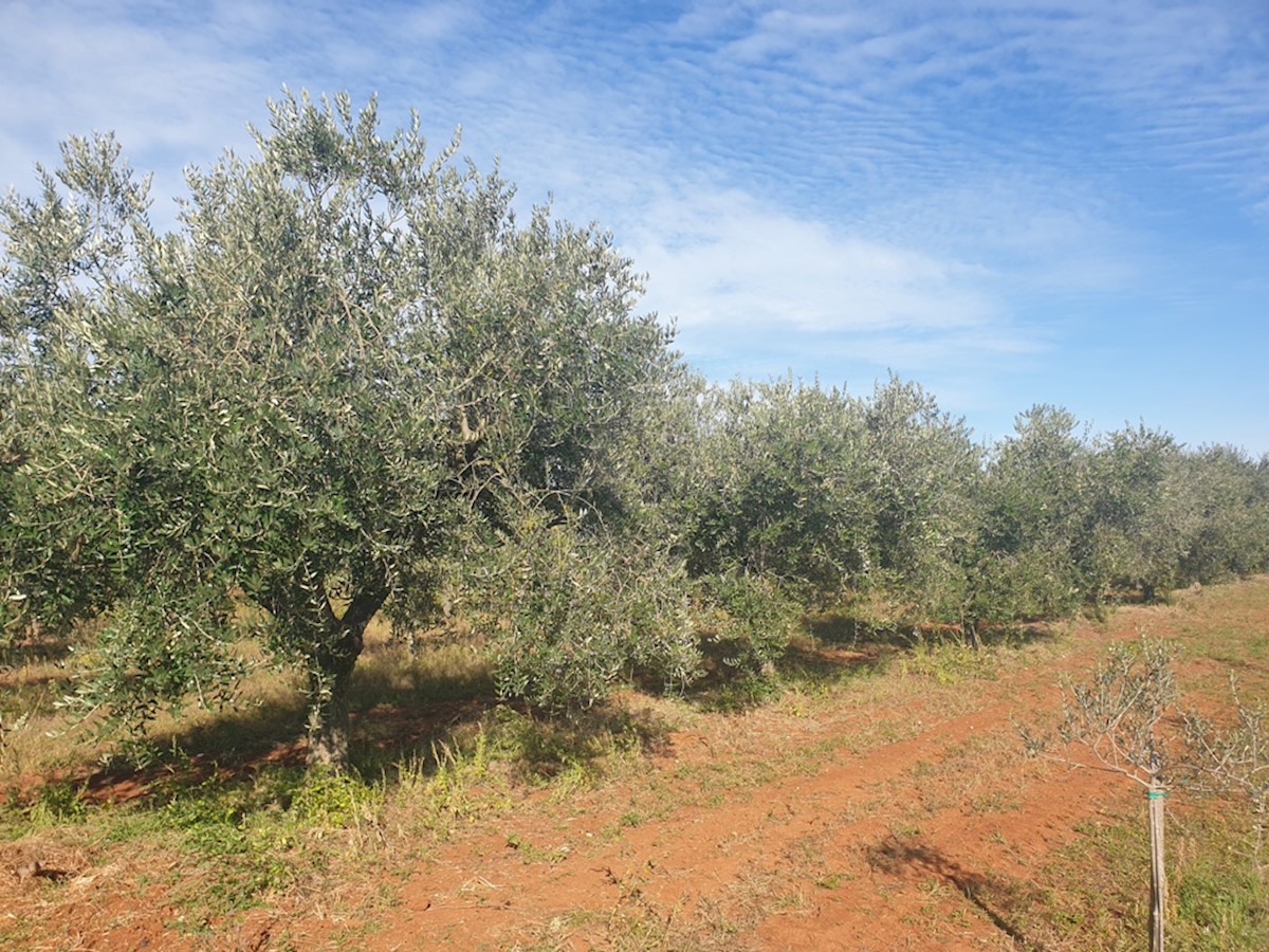 Immobili Istria, vendo terreno agricolo, dintorni Novigrad-Cittanova