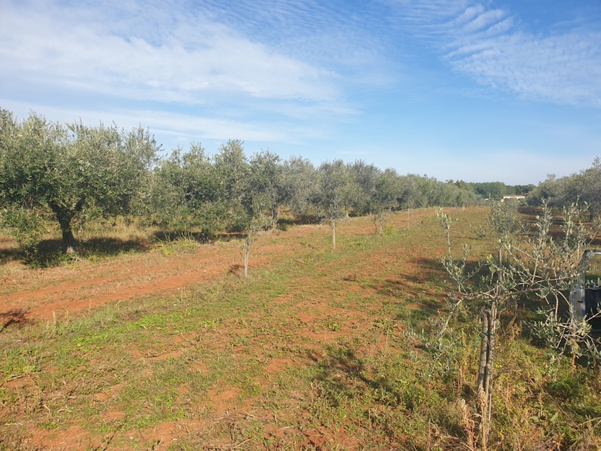 Immobili Istria, vendo terreno agricolo, dintorni Novigrad-Cittanova