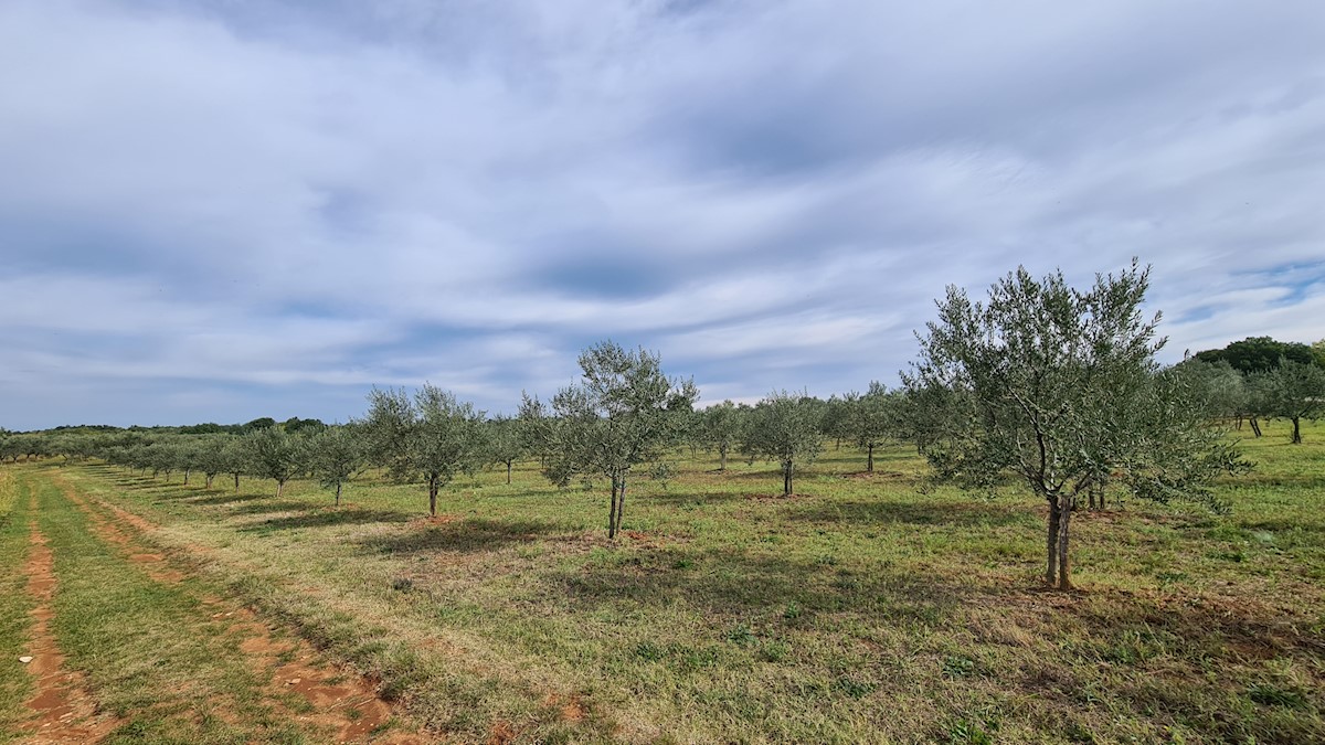 Immobili Istria, vendo terreno agricolo, dintorni Novigrad-Cittanova