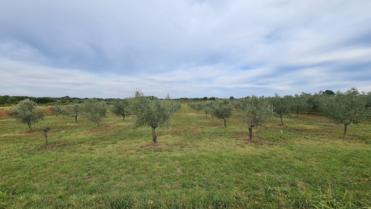 Immobili Istria, vendo terreno agricolo, dintorni Novigrad-Cittanova