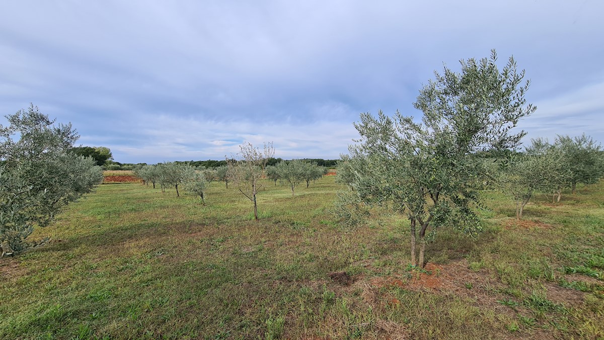 Immobili Istria, vendo terreno agricolo, dintorni Novigrad-Cittanova