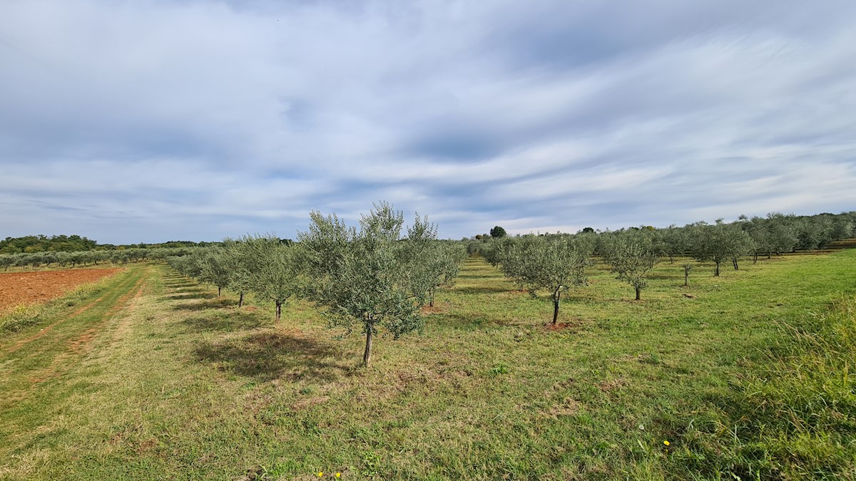 Immobili Istria, vendo terreno agricolo, dintorni Novigrad-Cittanova