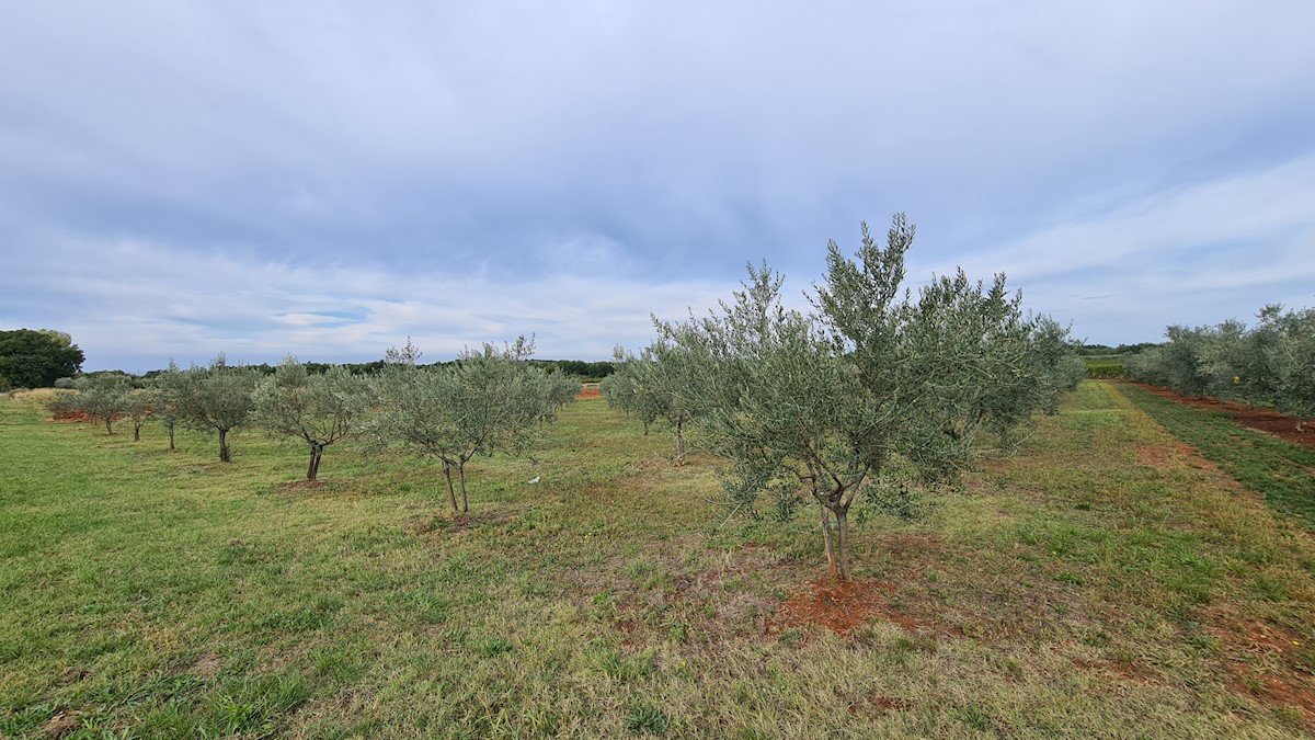 Immobili Istria, vendo terreno agricolo, dintorni Novigrad-Cittanova