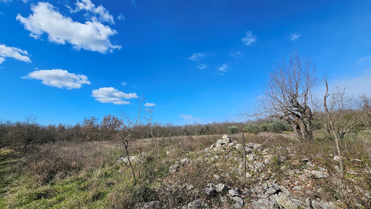 Immobiliare Istria, vendo terreno edificabile, dintorni Umago