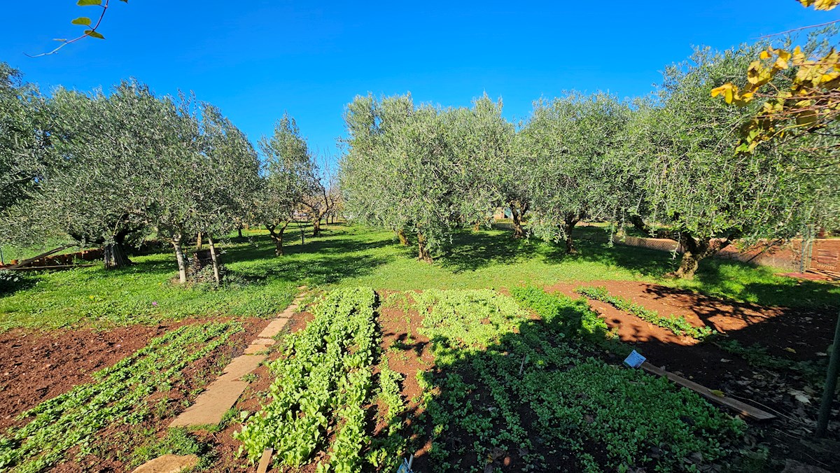 Terreno agricolo in vendita con edificio legalizzato – vicino a Novigrad, Istria