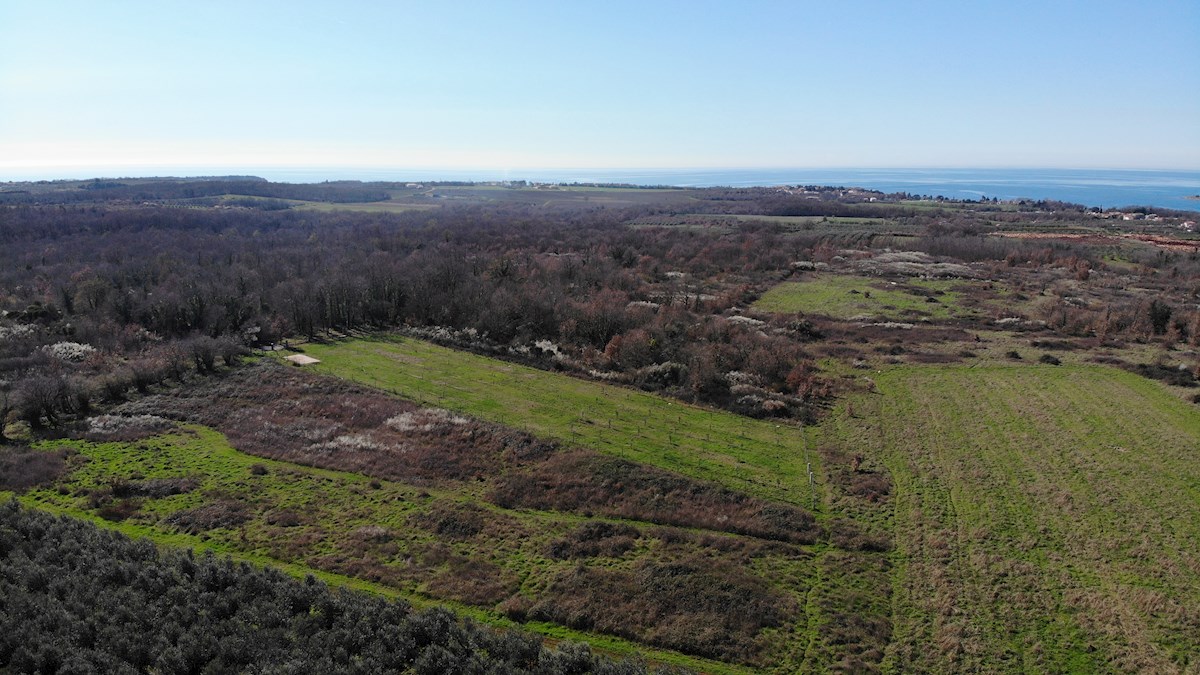 Immobili Istria, vendo terreno agricolo, dintorni Novigrad-Cittanova