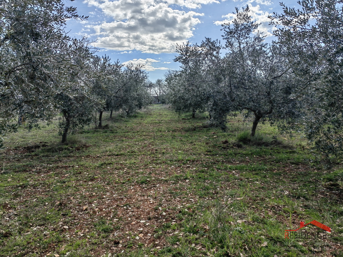 Vodnjan-Majmajola, maslinik s ruševinom i kažunom