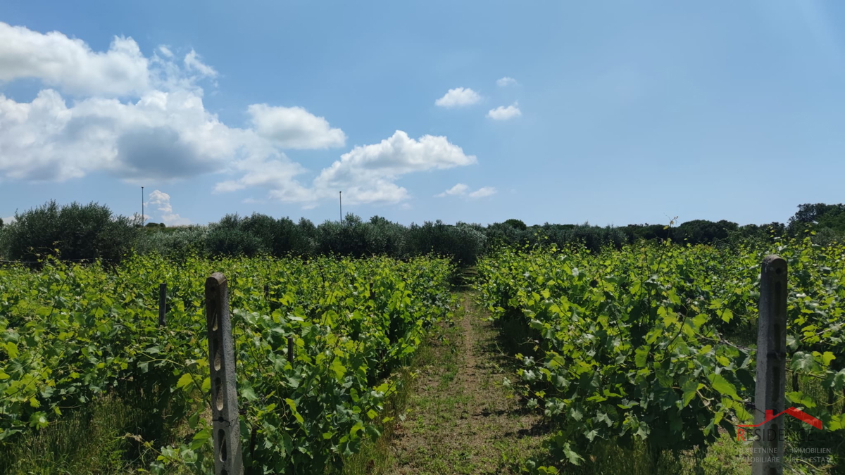 PULA- MONTE TURCO, OLIVETO