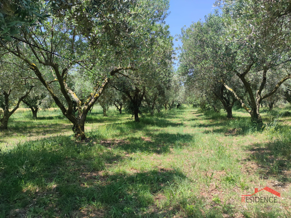 PULA- MONTE TURCO, OLIVETO