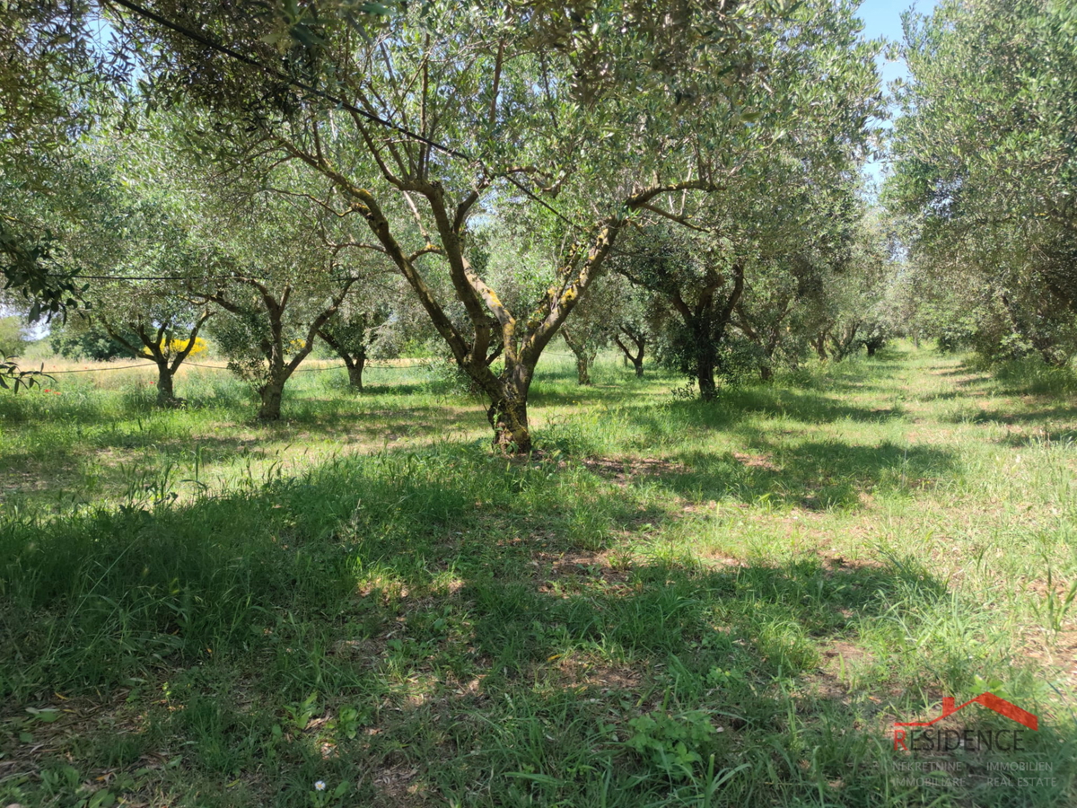 PULA- MONTE TURCO, OLIVETO