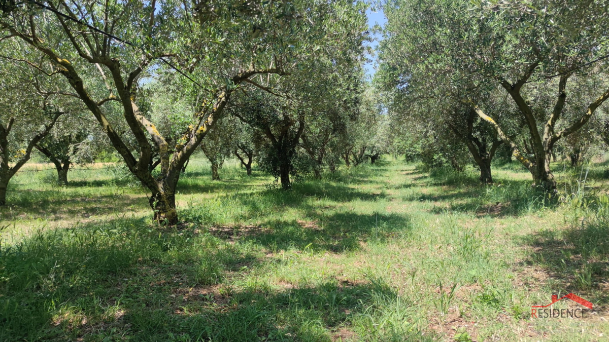 PULA- MONTE TURCO, OLIVETO