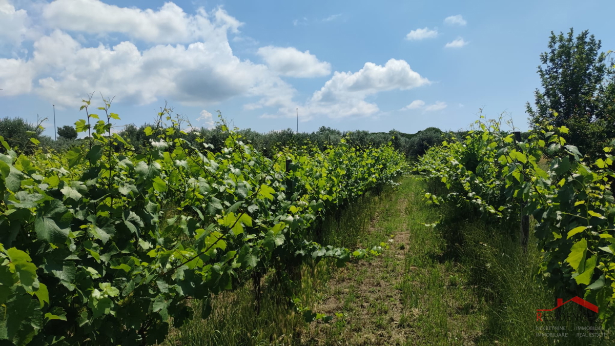PULA- MONTE TURCO, OLIVETO
