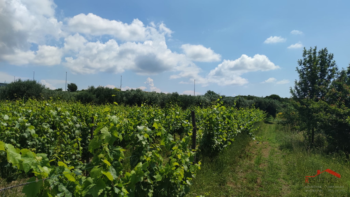 PULA- MONTE TURCO, OLIVETO