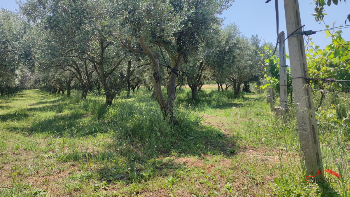 PULA- MONTE TURCO, OLIVETO