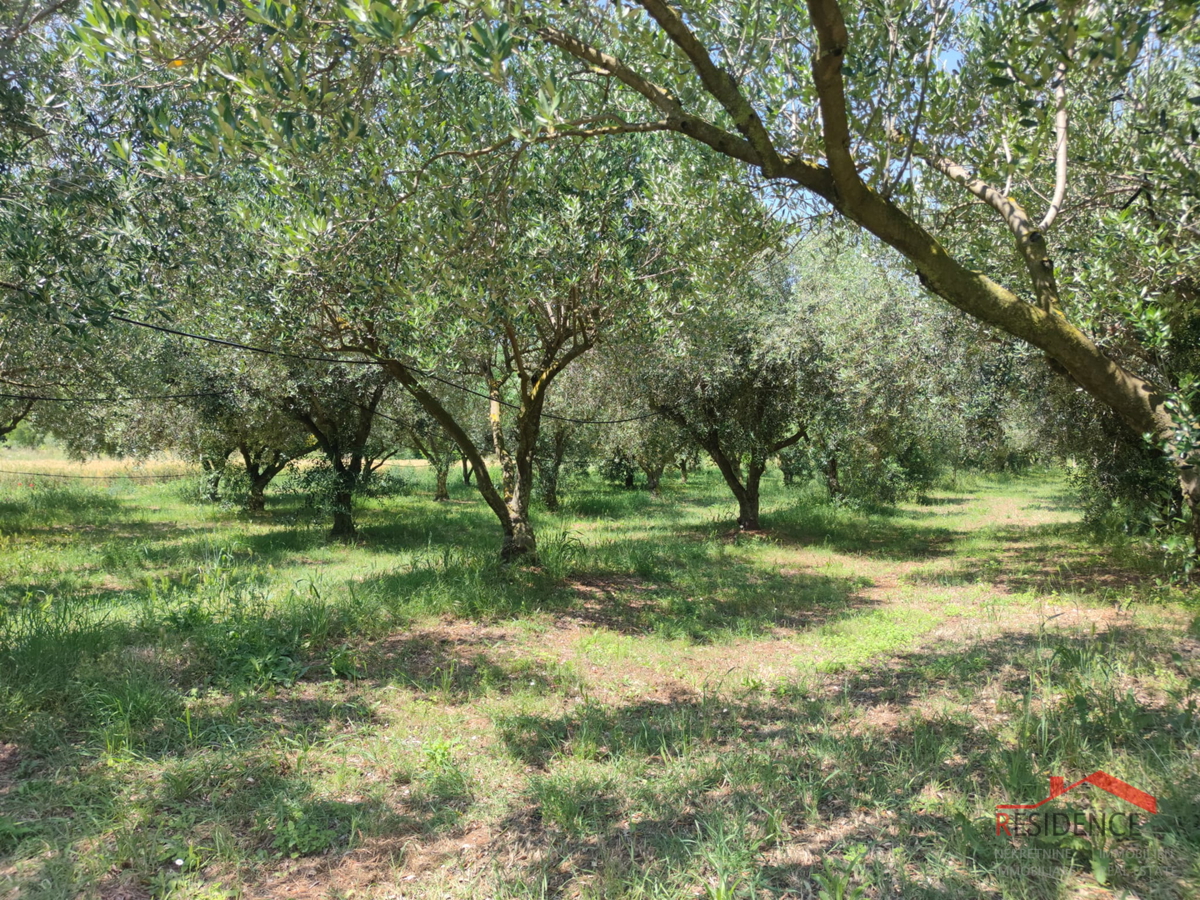 PULA- MONTE TURCO, OLIVETO