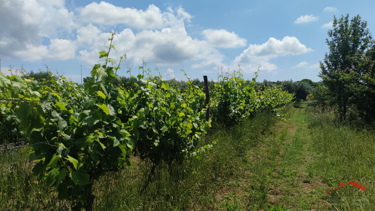 PULA- MONTE TURCO, OLIVETO