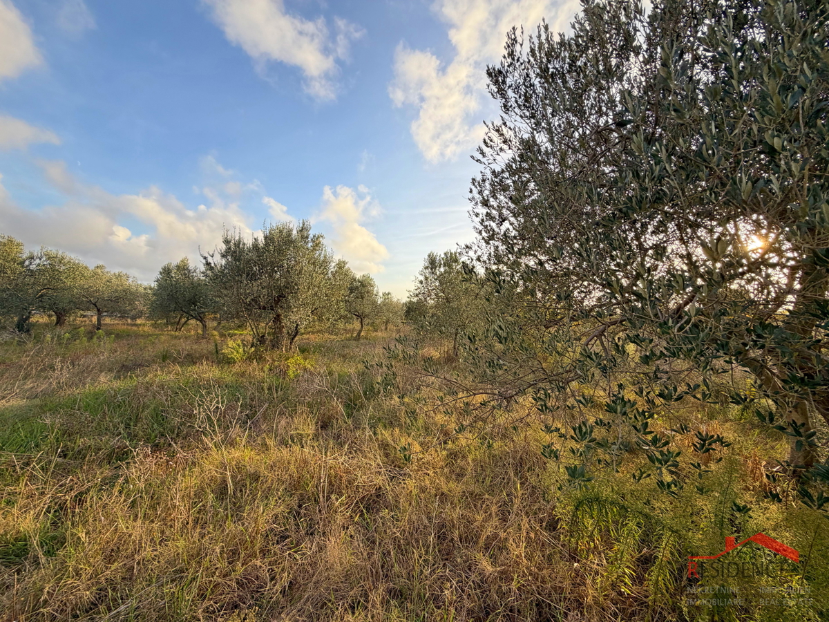 Dignano - Šalvela, uliveto