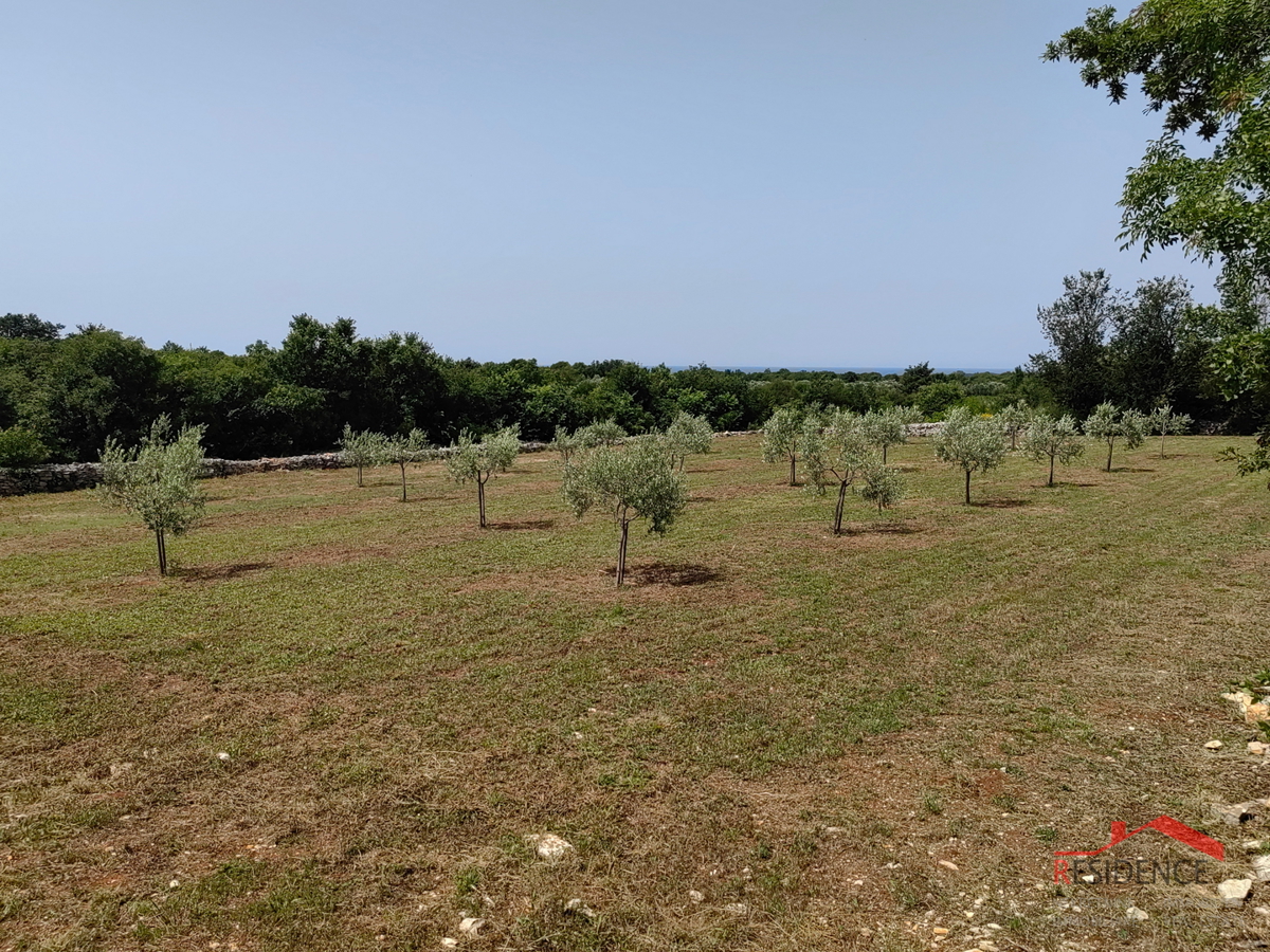 Bale, un bellissimo uliveto con vista sul mare