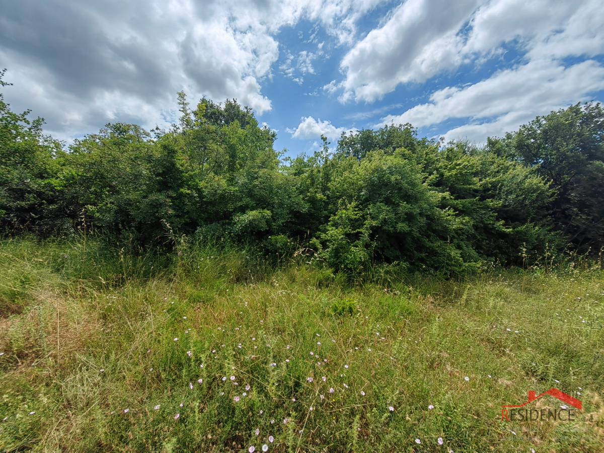 Gallesano, un bosco lungo la Y istriana