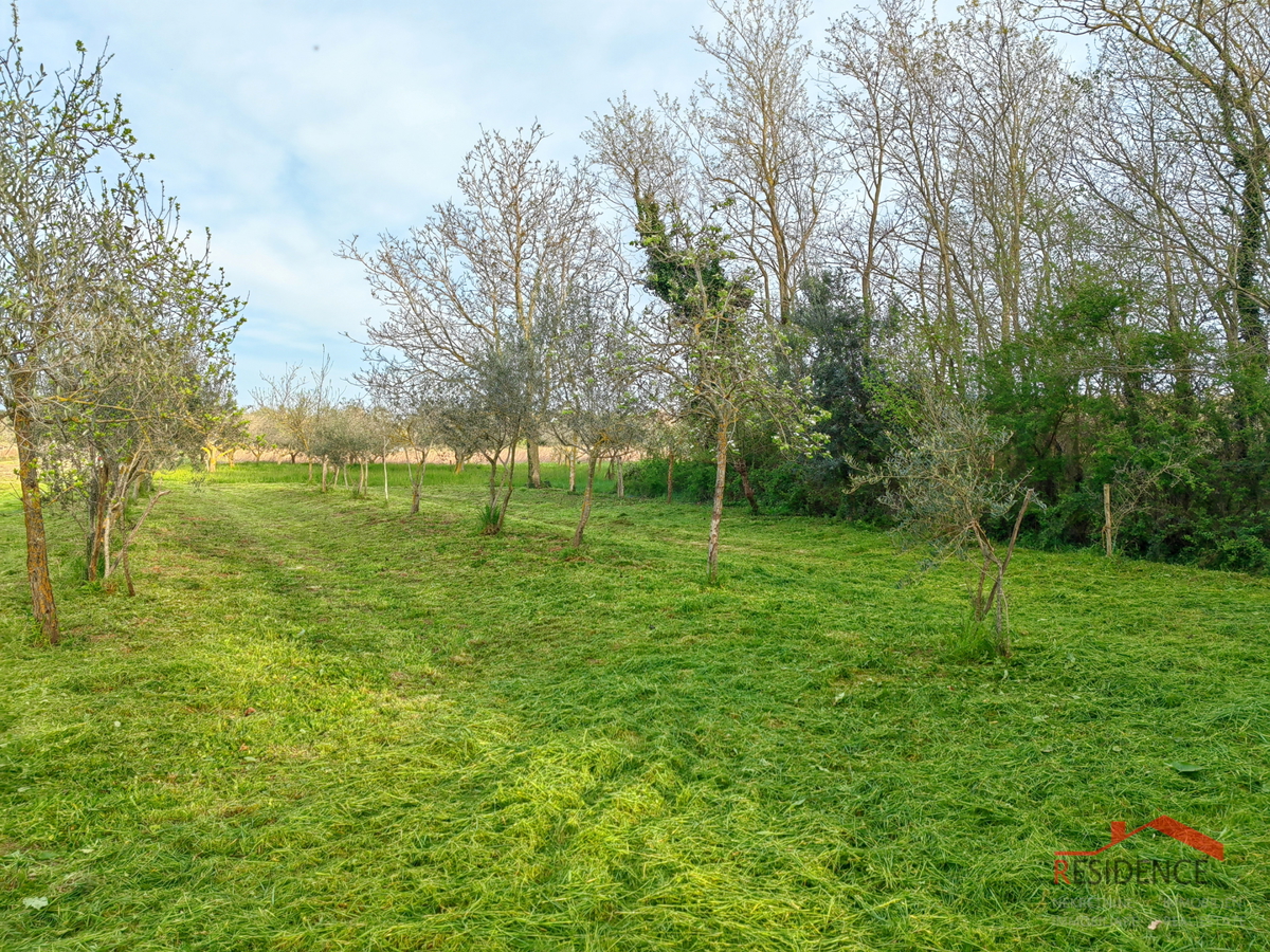 Banjole, landwirtschaftliches Land mit Olivenhain und Wasser