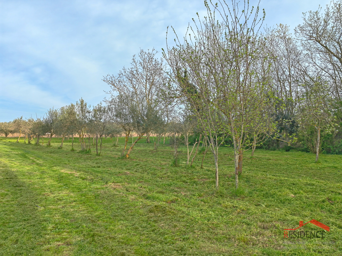 Banjole, landwirtschaftliches Land mit Olivenhain und Wasser