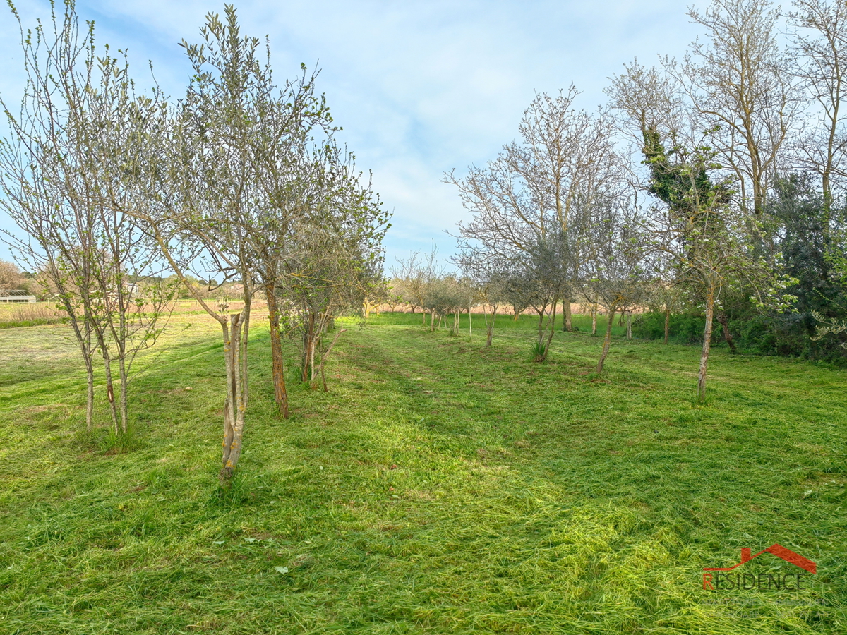 Banjole, landwirtschaftliches Land mit Olivenhain und Wasser
