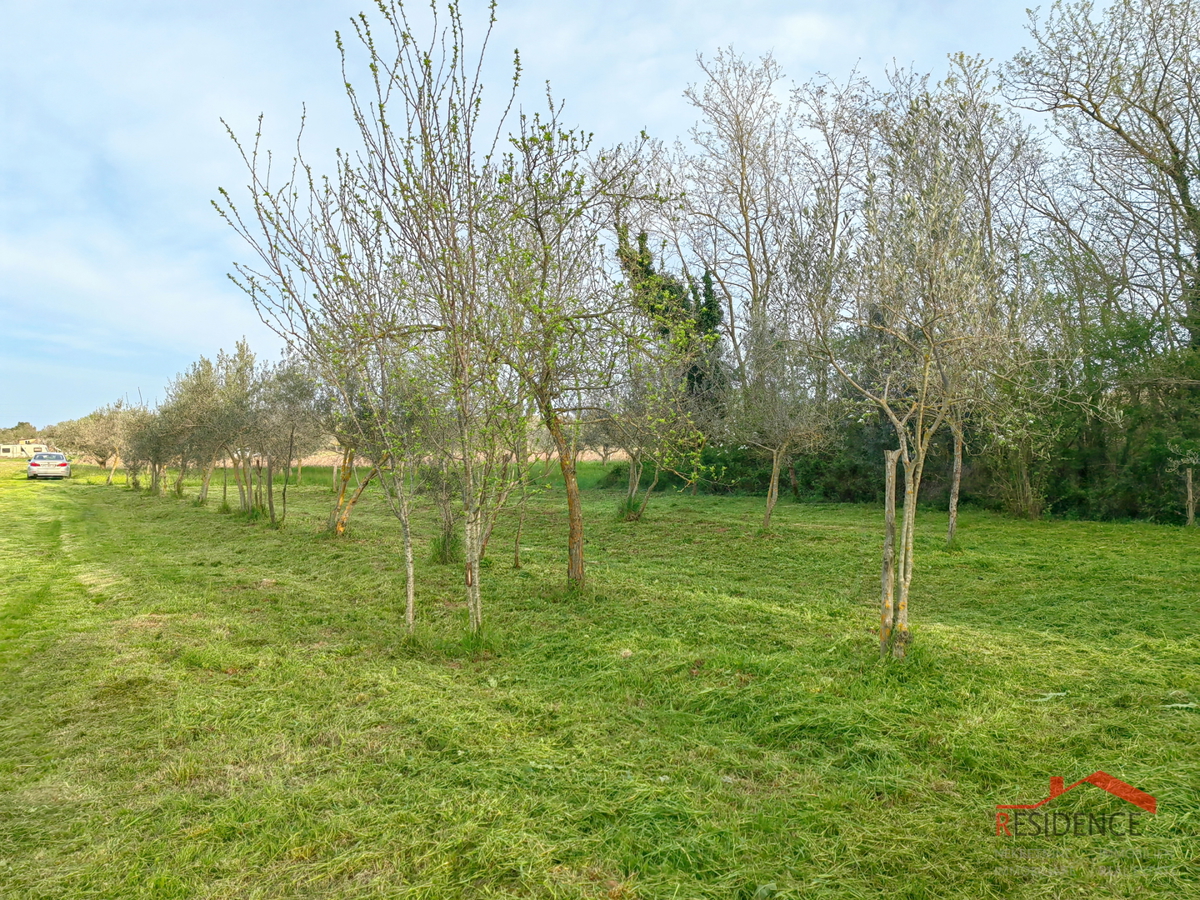 Banjole, landwirtschaftliches Land mit Olivenhain und Wasser