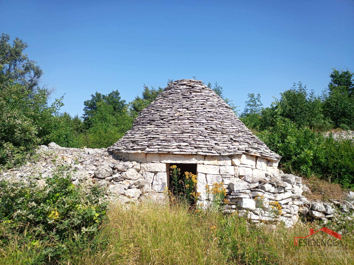 Uliveto a Vodnjan-Šalvela.