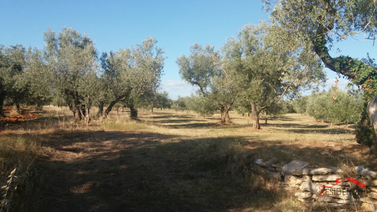 Fasana, terreno agricolo, ulivi