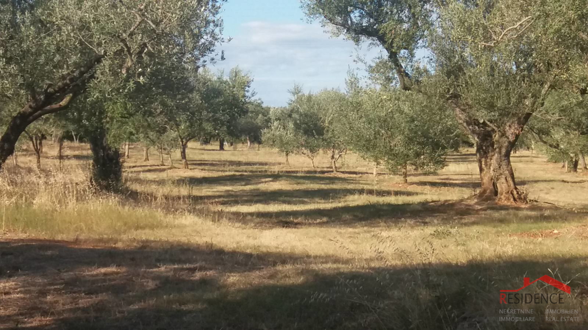 Fasana, terreno agricolo, ulivi