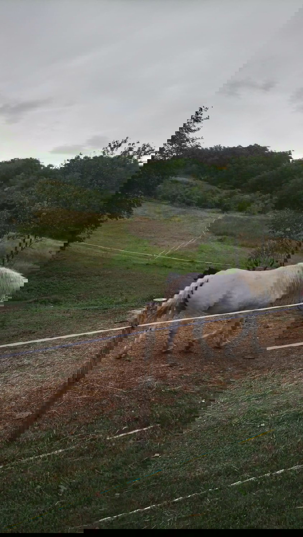 ENORME PROPRIETÀ - PER INVESTIMENTO, USO TURISTICO